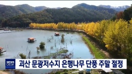 괴산 문광저수지 은행나무 단풍 주말에 절정