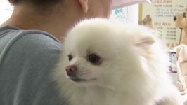 충북대 수의대 세종시 동물병원 개원