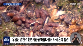 우암산 순환로 개발 앞서 생태 복원?