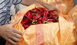 괴산 홍고추시장 개장..오는 28일까지 5일장