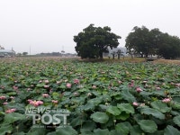[문화스케치] 피향정, 연꽃의 화려함에 최치원의 묵향이 머문다