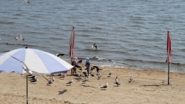 사람보다 갈매기가 더 많네...한산한 강화도 동막 해수욕장