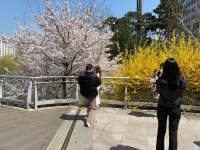 [뉴스포스트 포토] 벚꽃 만개한 화랑공원…상춘객들 찰칵