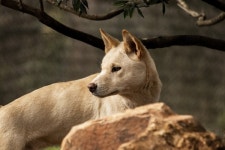 [현장] 서울 등산로서 들개 출몰?...본적 없어도 안심 못해