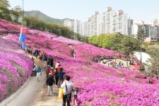 군포시, 2018 군포철쭉축제 본격 준비 돌입