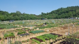 안산시, 2018년 안산시 주말농장 분양신청 접수