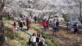 [주말엔 이 축제] 봄의 낭만, 막바지 벚꽃 즐기러 떠나자