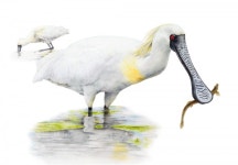 화성시, 제3회 화성호 생태 세밀화 전국 공모전 접수 시작