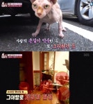 동물농장 고가의 희귀묘 스핑크스 고양이 가격, 고양이 버린 남성 애니멀 호더일까?