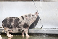돼지열병 나흘째 잠잠…돼지고기 도매가 안정, 소매가도 하락하나