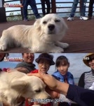 동물놀장 죽도의 특별한 가이드, 안내견 ‘밍키’ 화제