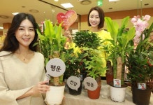 롯데마트, 새해에 복을 불러오는 식물 만나보세요