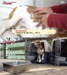 동물농장 비글의 슬픈 일면 사람 좋아하고 반항이 적어 실험견으로