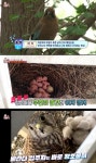 TV동물농장 어치·황조롱이·딱새의 별난 둥지틀기