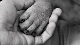 [펫 스토리] 댕댕이 발바닥 꼬순내 정체는?!