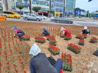 [12일 광양시 소식] 주요 시가지 화단∙화분 환경정비 등