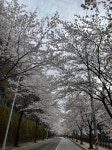 [포토] 세상에서 가장 아름다운 병산골 벚꽃길