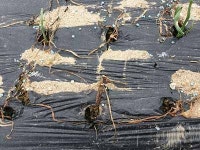 [9일 안성시] 과수 저온피해 예방 ‘총력 대응’ 등