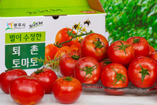 즐기고 체험하고 맛보고⋯ 광주 퇴촌 토마토축제, 지역경제 활성화 일조