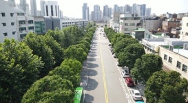 [27일 인천 미추홀구] ‘인하로 은행나무길’ 산림청 전국 우수 관리 가로수길 선정 등
