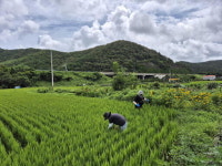 [16일 통영시] 욕지도 자녀동반 전입가족 환영식 개최 등