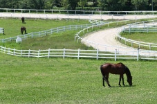 푸른 초원에서 목장 투어 어때요? 한국마사회 렛츠런팜
