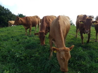 농협, 한우수급 안정 및 소비촉진 위한 긴급재원 지원