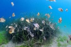 효성그룹 잘피숲 등 멸종위기 해양 생물 보전 사업 추진