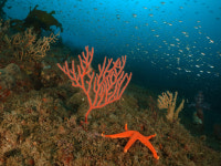 [녹색연합 기고] 산호정원으로의 초대에 대처하는 우리의 자세