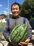단양 어상천수박 출하 한창