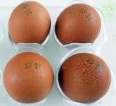 `살충제 계란 일파만파
