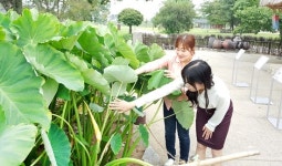 서산 해미읍성 100년에 한 번 피는 행운의 토란꽃 `활짝