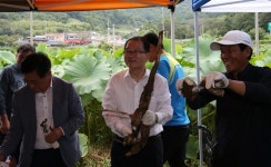 청양군 대치리 연근캐기체험·연잎밥 시식행사