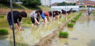 충북대 모내기 체험