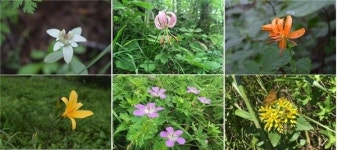 소백산국립공원 여름 야생화 `활짝