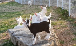 청양 알프스산양목장 `핫플레이스 부상