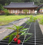 수렁에 빠진 봉선화