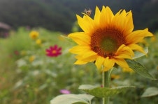 꽃 속에 꽃이 있는 해바라기