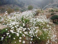 대청호 산자락 구절초 `장관