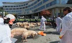 음식물사료聯·돼지農 `잔반급여 금지 항의시위