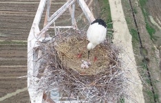`송전탑 둥지 황새부부 새끼 4마리 부화