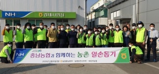 농협중앙회 충남지역본부, 당진서 고구마 수확 봉사