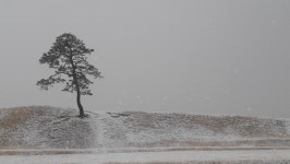 눈 덮인 정북토성 … 의연한 老松