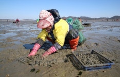 태안군, 고품질 명품 바지락 생산 기반 구축