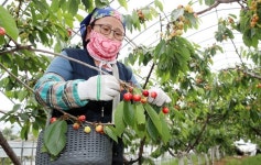 태안지역 새콤달콤 체리 수확 한창