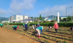 예산 봉산면 새마을지도자협 고구마 심기 행사
