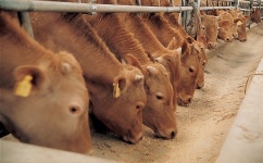 사료값 인상 예고 … 시름 깊은 축산농민