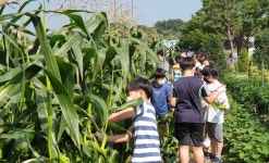 서촌초 옥수수 수확 체험활동