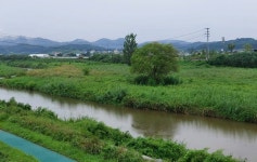 하천이야 숲이야… 청주시 하천 관리 엉망