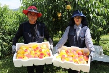 축제 앞두고 복숭아 출하 한창